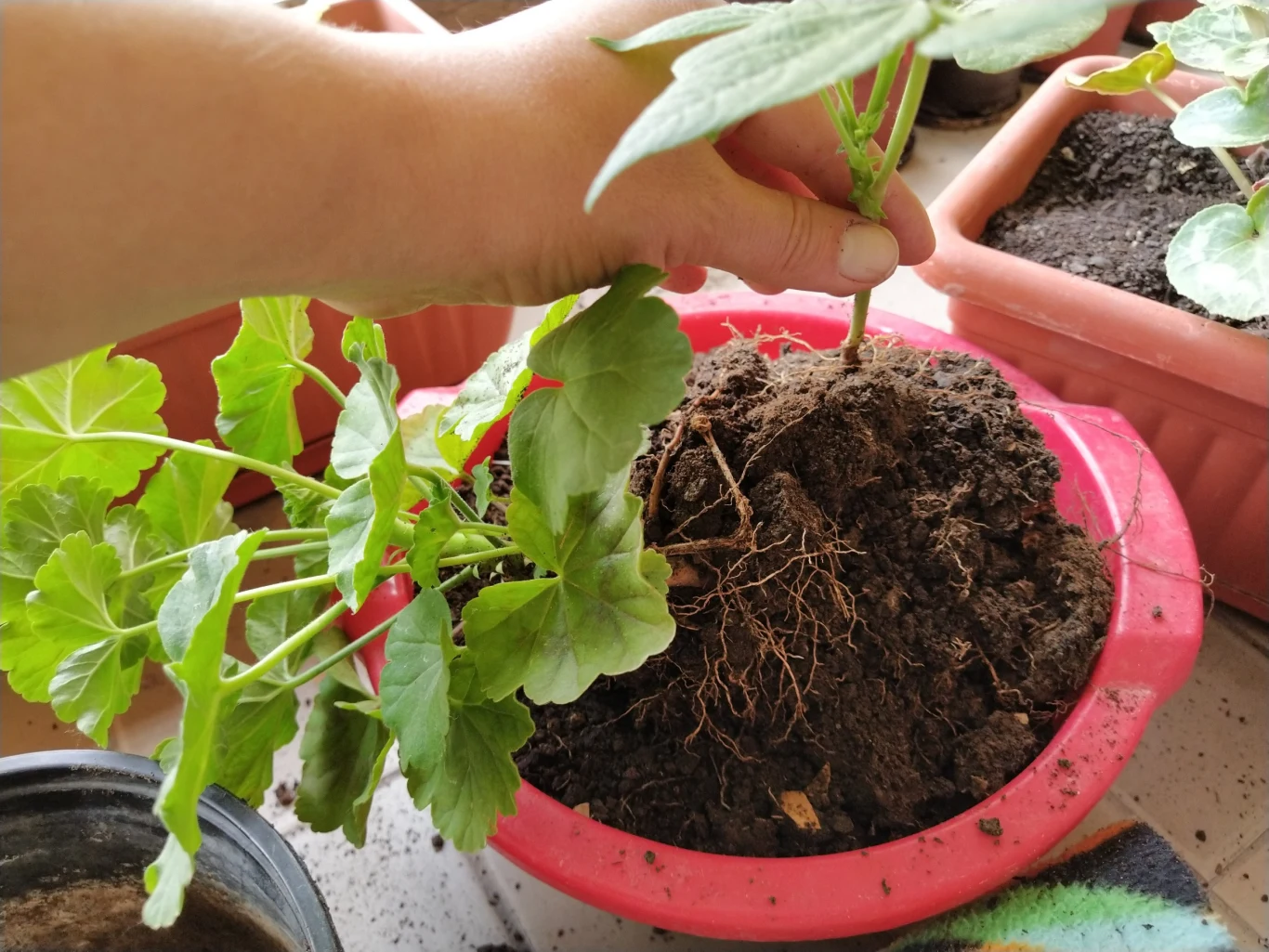 Pobieranie sadzonek pelargonii przypada na termin 8-14 marca Pobieranie sadzonek pelargonii przypada na termin 8-14 marca