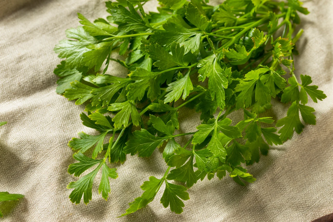 Decydując się na sadzenie pietruszki naciowej, wybierzmy dla niej stanowisko nasłonecznione