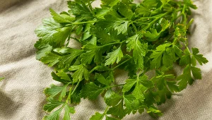 ​Dziadek nauczył mnie sadzić pietruszkę obok tego warzywa. Nigdy nie narzeka na plony