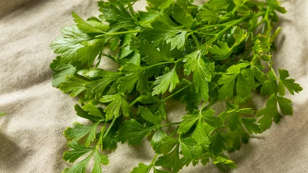 ​Dziadek nauczył mnie sadzić pietruszkę obok tego warzywa. Nigdy nie narzeka na plony