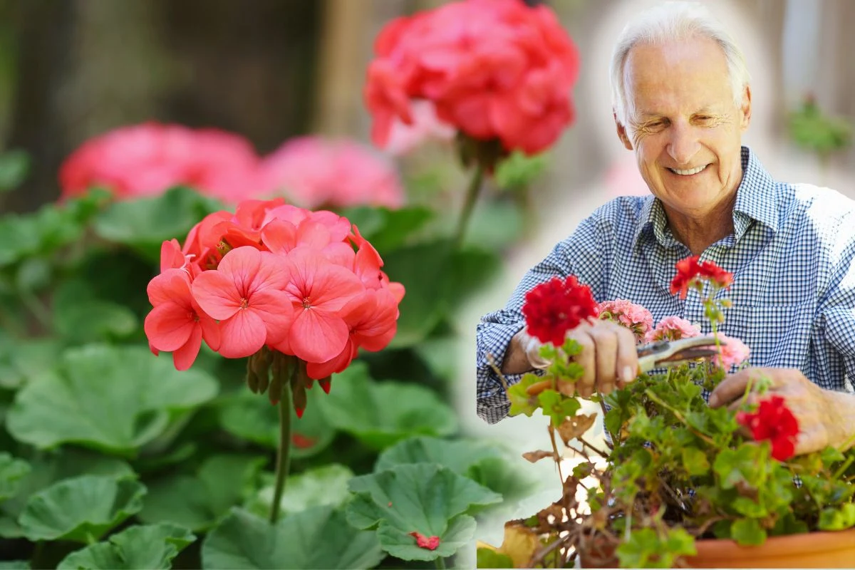 Od wysiewu nasion do momentu zakwitnięcia pelargonii minie około 4 do 5 miesięcy. Od wysiewu nasion do momentu zakwitnięcia pelargonii minie około 4 do 5 miesięcy.