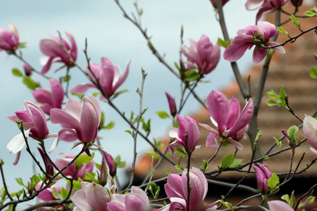 Magnolia w ogrodzie zawsze robi wrażenie