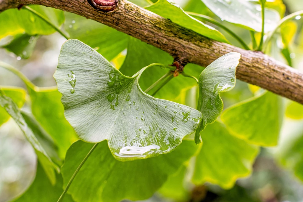 Piękne liście miłorzębu japońskiego niewątpliwie czynią go dekoracyjnym gatunkiem  