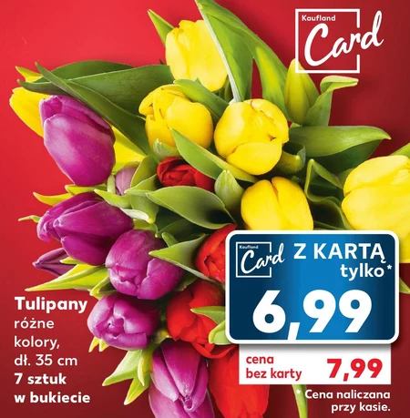 Tulipan