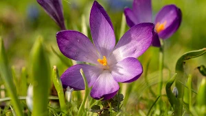 Krokus to jeden z najpopularniejszych symboli wiosny