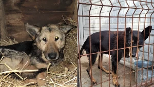 Psy w schronisku w Wojtyszkach żyją w koszmarnych warunkach 