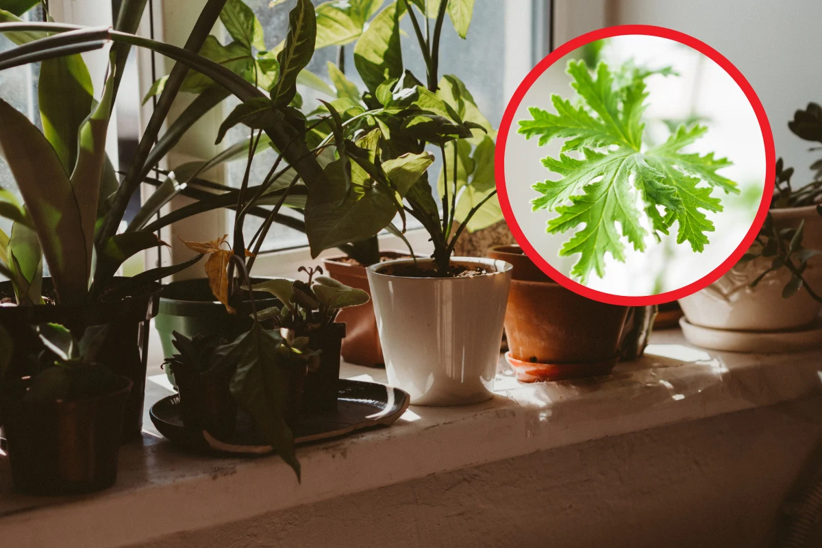 Anginka działa m.in. przeciwwirusowo, antybakteryjnie, przeciwbólowo i przeciwzapalnie Anginka działa m.in. przeciwwirusowo, antybakteryjnie, przeciwbólowo i przeciwzapalnie