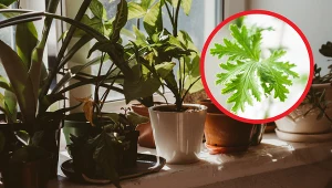 Anginka działa m.in. przeciwwirusowo, antybakteryjnie, przeciwbólowo i przeciwzapalnie