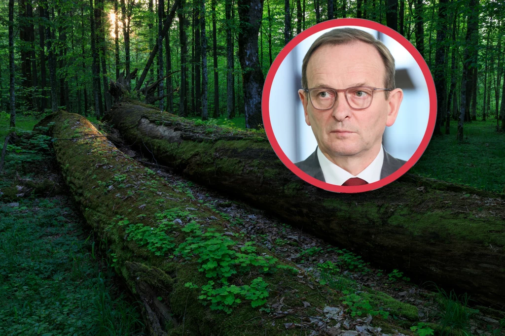 TSUE wydało wyrok, który potwierdza, że Polska uniemożliwia obywatelom ochronę lasów poprzez zaskarżanie planów urządzenia lasu i nie przestrzega wymogów ścisłej ochrony roślin i zwierząt. Ekolodzy ucieszyli się z wyroku, ale nie spodobał się on przedstawicielom partii rządzącej