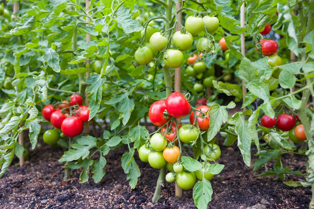 Babciny patent wykorzystuje domowe resztki do odżywienia pomidorów