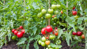 Babciny patent na rekordowe zbiory pomidorów. Ekspresowe działanie trzech składników