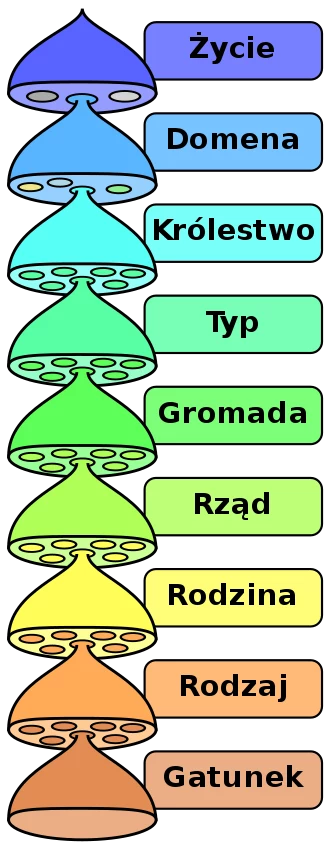 Systematyka organizmów żywych na Ziemi.