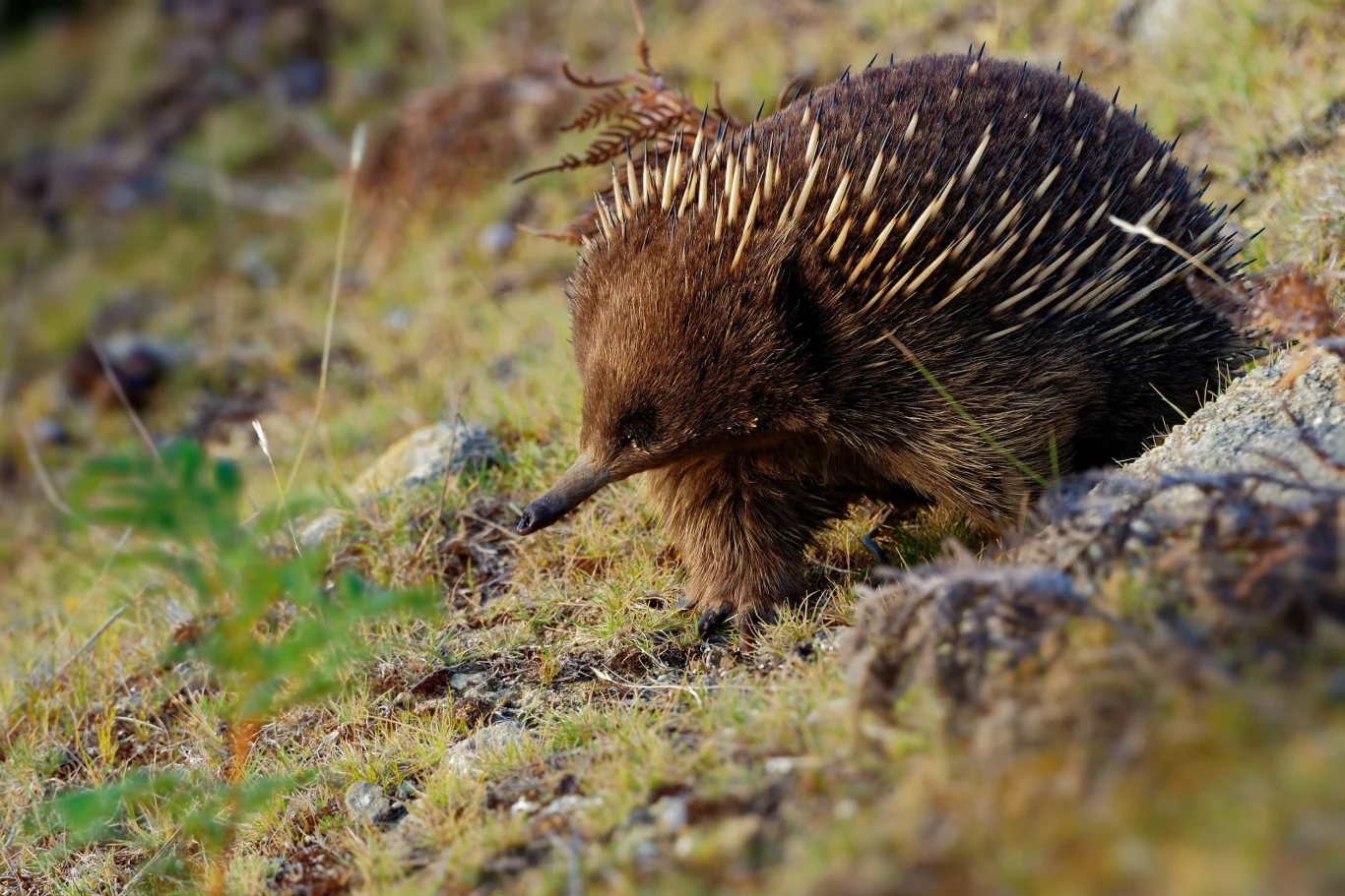 Kolczatka to zwierzę, które również kojarzy się z Australią Kolczatka to zwierzę, które również kojarzy się z Australią