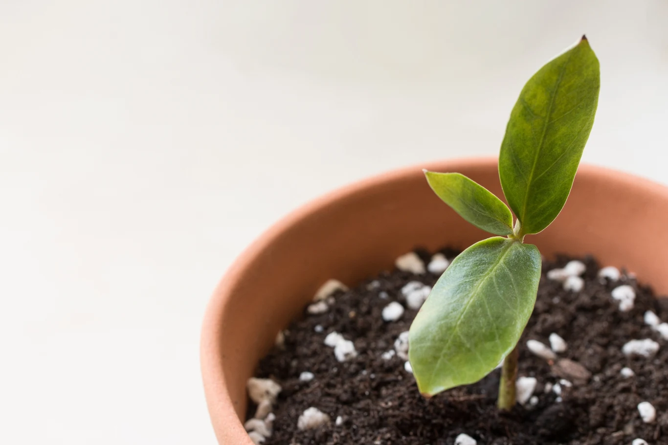Gdy roślina się ukorzeni, można ją następnie umieścić w podłożu 