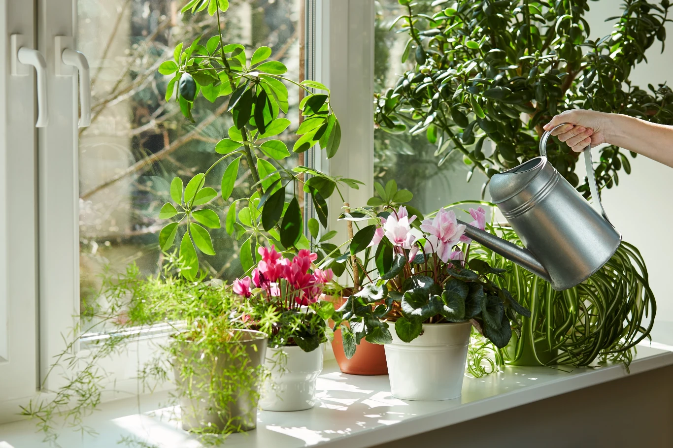 Dzięki szyszkom będziemy wiedzieli kiedy podlewać nasze rośliny Dzięki szyszkom będziemy wiedzieli kiedy podlewać nasze rośliny