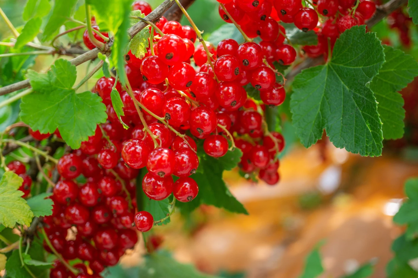 Przedwiośnie to idealny moment na cięcie krzewów porzeczek Przedwiośnie to idealny moment na cięcie krzewów porzeczek