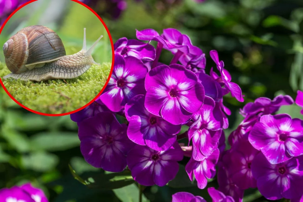 Prostym sposobem na odstraszenie ślimaków jest posadzenie w ogrodzie niektóre gatunki kwiatów