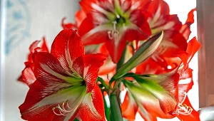 Chcesz, by amarylis zakwitł na święta? Już dziś musisz zrobić to