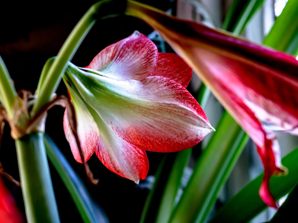 Amarylis i hippeastrum to wyjątkowo dekoracyjne rośliny