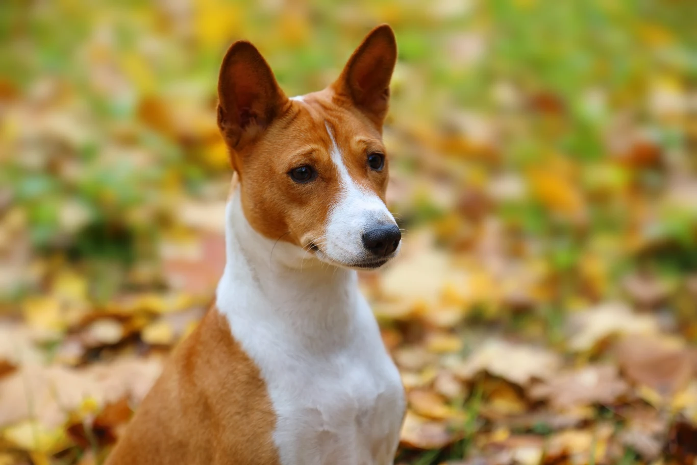 Te rasy psów bardzo szybko marzną. Uważaj na nie zimą Te rasy psów bardzo szybko marzną. Uważaj na nie zimą