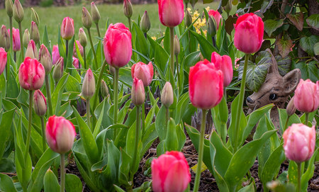 Tulipany - ozdoba każdego ogrodu, doniczki i wazonu