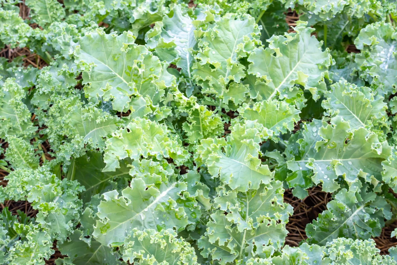 Liście jarmużu nadają się do zrobienia sałatek, pesto i dań na gorąco Liście jarmużu nadają się do zrobienia sałatek, pesto i dań na gorąco