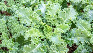 Liście jarmużu nadają się do zrobienia sałatek, pesto i dań na gorąco