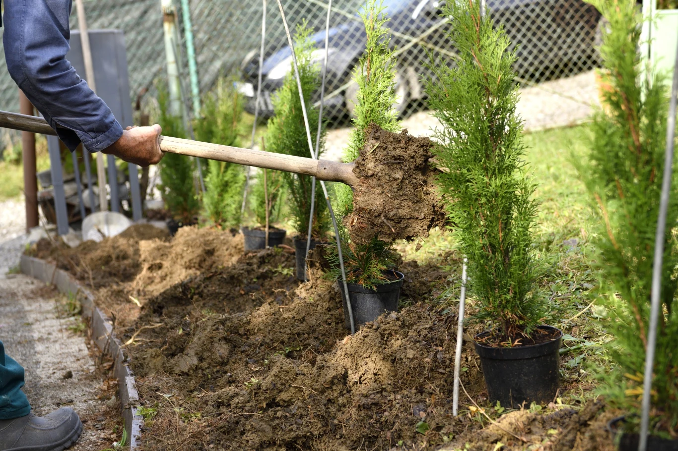 Gdy mimo próśb sąsiad nie ma zamiaru przyciąć tui, wielu wkracza na drogę sądową