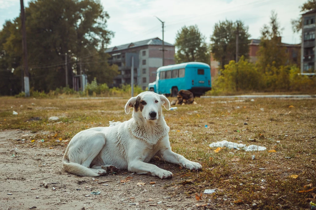 Naukowcy badają psy, które rozmnażały się na terenie Czarnobyla od 15 pokoleń.