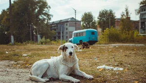 Psy z Czarnobyla. Naukowcy badają jak promieniowanie zmienia DNA