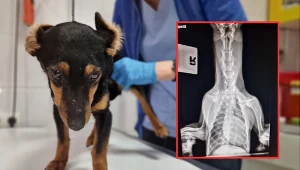 Skatowana suczka dochodzi do zdrowia w domu tymczasowym