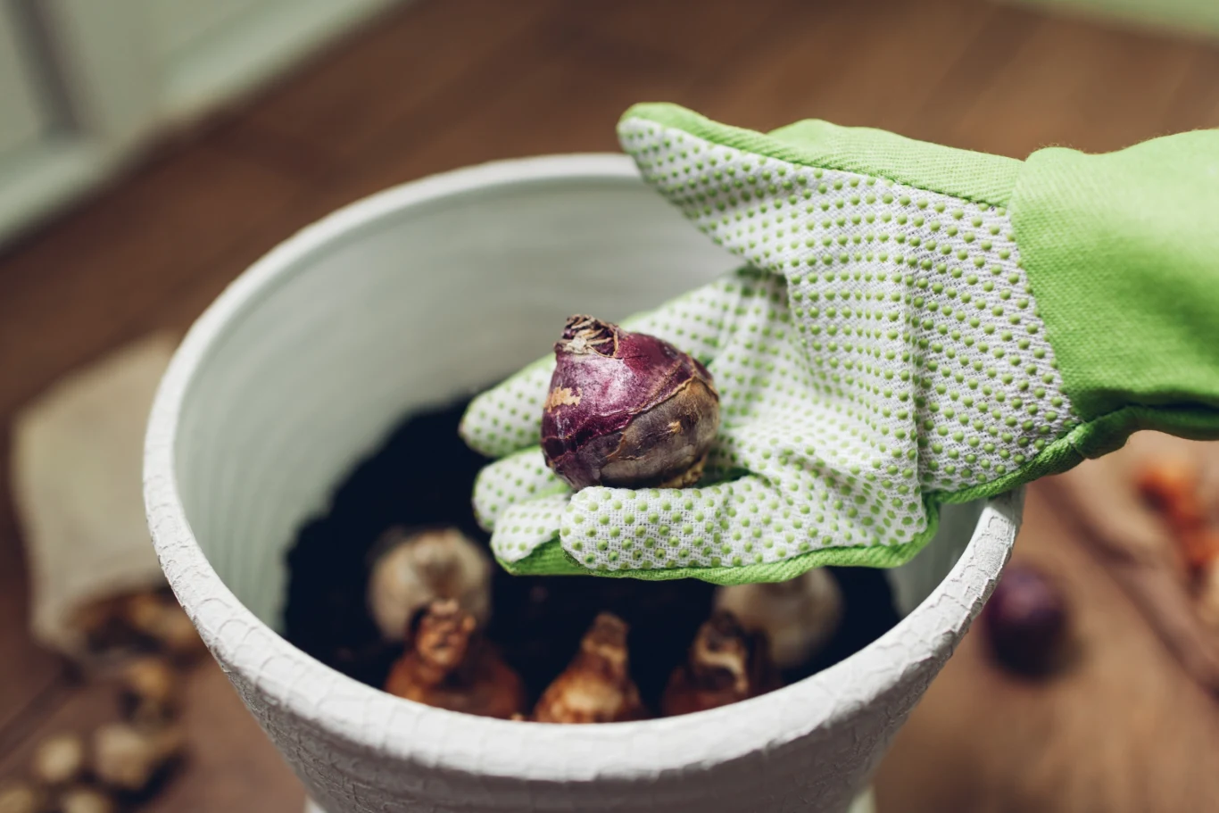 Jeśli jeszcze nie zasadziłeś hiacyntów, nic straconego