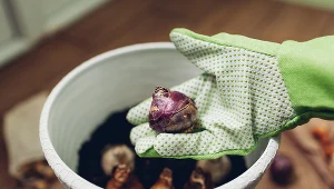 Już teraz możesz sadzić kwiaty na balkonie. Te odmiany nie boją się chłodów