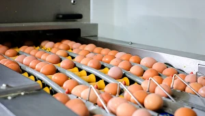 Jajka będą drożeć. Winę ponosi przede wszystkim epidemia ptasiej grypy