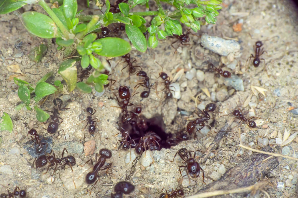Mrówki mogą wyrządzić duże szkody w ogrodzie