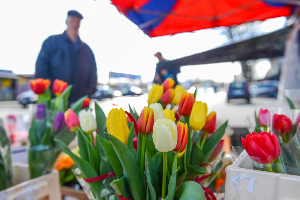 Tulipany współcześnie także cieszą się dużą popularnością w Dzień Kobiet Tulipany współcześnie także cieszą się dużą popularnością w Dzień Kobiet
