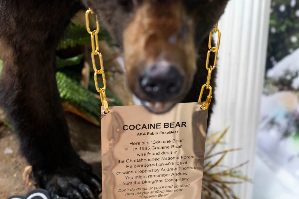 Kokainowy niedźwiedź w Lexington