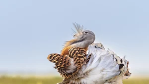 Drop - ogromny ptak, który leczy się sam przy użyciu ziół
