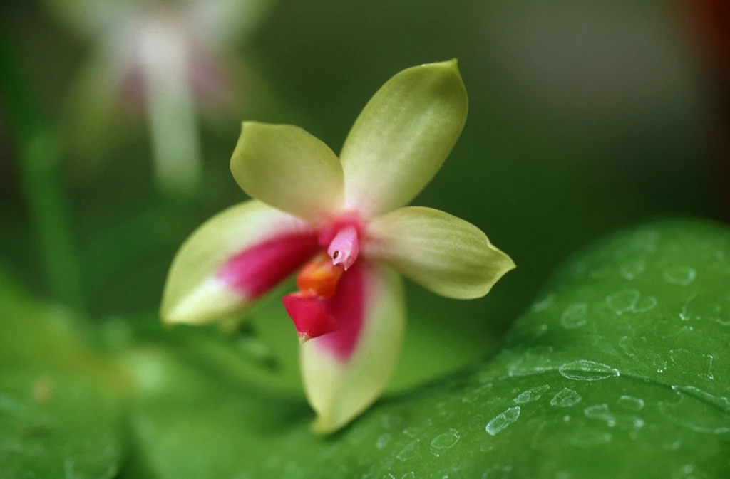 Phalaenopsis bellina, endemiczna roślina Borneo
