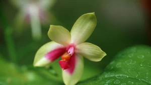Czego nie wiesz o orchideach?
