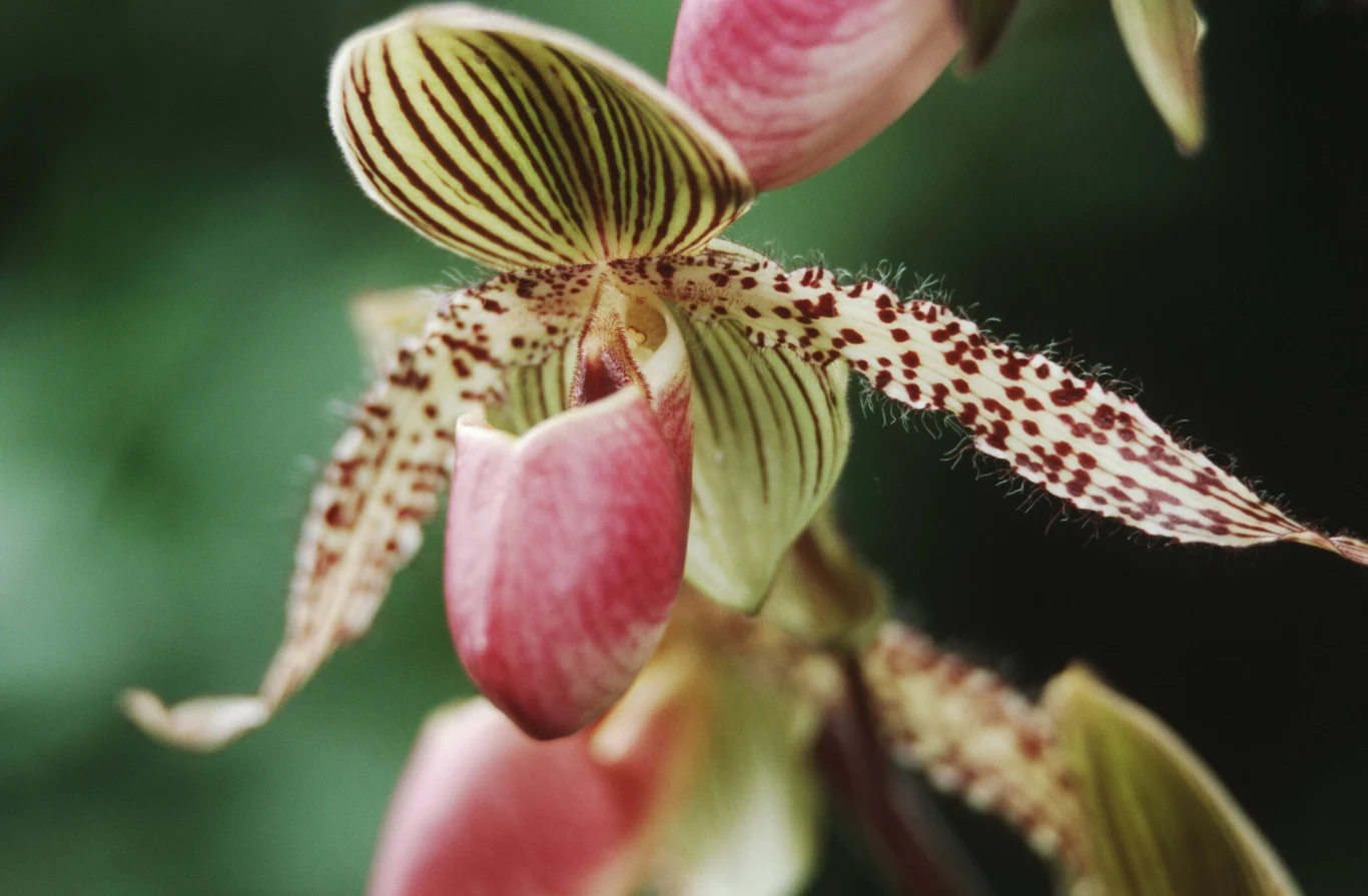 Wyjątkowo ubarwiona orcihdea Paphiopedilum Transvaal
