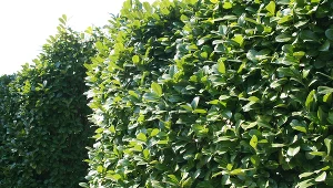 Wiśnia antypka-idealny krzew na żywopłot