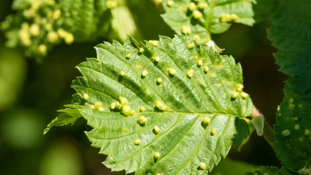 Wiosną rośliny są narażone na ataki licznych szkodników