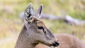 Korytarz ekologiczny dla zagrożonych jeleni w Patagonii