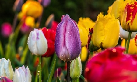Tulipany