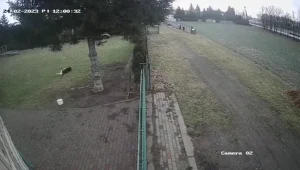 Zrzut ekranu z nagrania monitoringu. Martwy pies leży na trawę