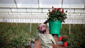 Ukryta cena kwiatów na Dzień Kobiet. Koszty ponosi środowisko