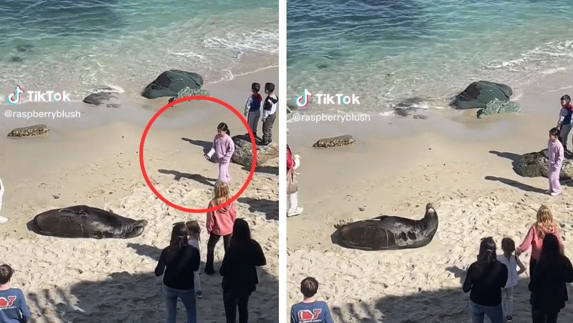 Dziecko rzucało piaskiem i kamieniami w leżącą na plaży fokę Dziecko rzucało piaskiem i kamieniami w leżącą na plaży fokę