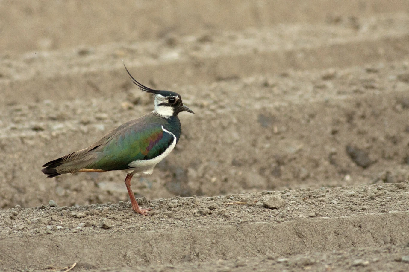 Czajka spędza zimę w cieplejszych regionach. Do Polski ptaki wracają na przełomie lutego i marca. 