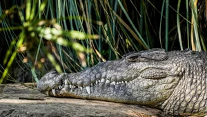 Zoo odzyskało skradzionego aligatora. Zniknął, gdy był jeszcze w jaju